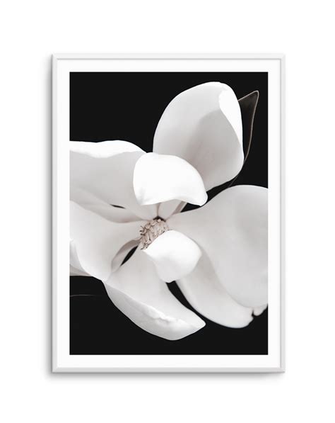 Dark Magnolia II | PT | Fine art prints photographs, Photographic art prints, Modern wall art prints
