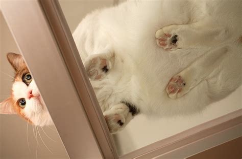 My cat first watched us a couple feet away from the dinner table with. 16 hilarious pictures of cats sitting on a glass table