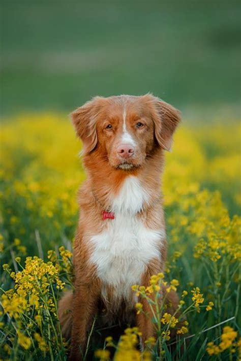 It learns quickly, but can grow bored easily if training is not in addition to hunting and tracking, the nova scotia duck tolling retriever excels at obedience and agility trials. Nova Scotia Duck Tolling Retriever For Sale California