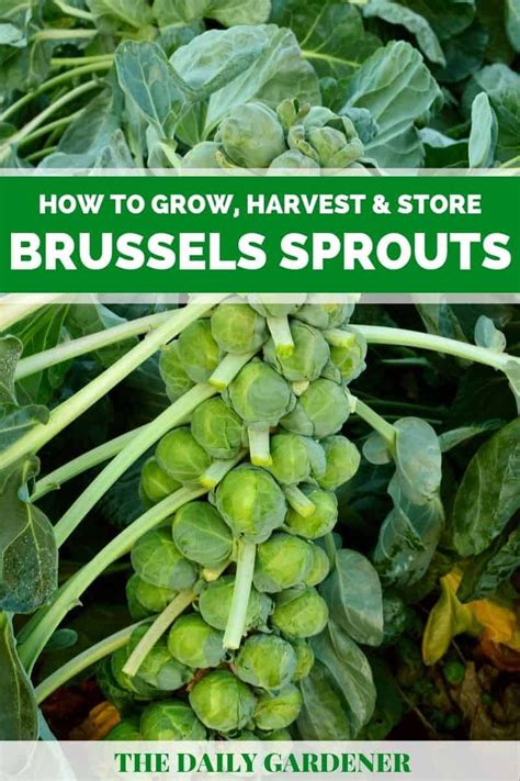 How To Grow Harvest And Store Brussels Sprouts In 2020 Brussel