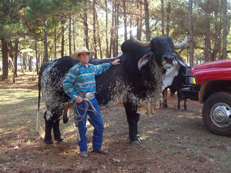 Brahman Cattle Get A Whiff Of This Northern Cows Emit Less Methane