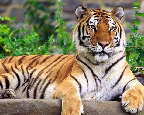 Deskripsi Harimau Habitat Jenis Ciri Ciri Dan Asal Us Vrogue Co