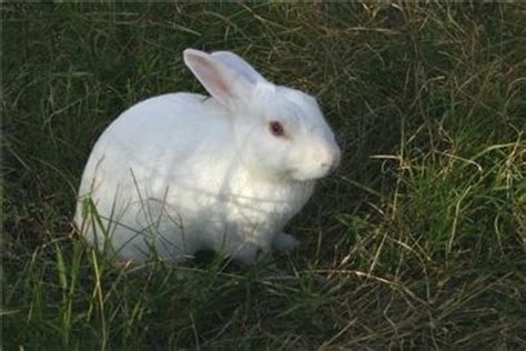 10 Best Pet Rabbit Breeds For Children Pethelpful