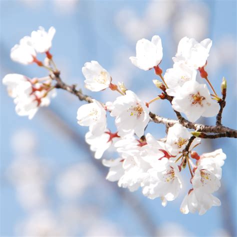 Cherry Blossom And Blue Sky Ipad Air Wallpapers Free Download
