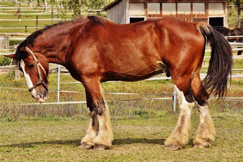 Large Horse Breeds 10 Biggest Horse Breeds In The World Equineigh
