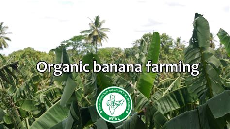 Organic Banana Farming Real Youtube