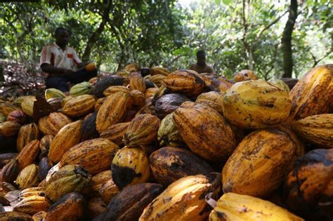 Ivory Coast Cocoa Exporters Curb Exposure And Inventories Amid Glut