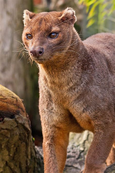 Fossa By Mike On Flickr Fossa A Cat Like Carnivorous Mammal That Is