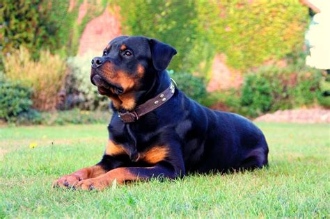 This page to help many rottweiler owners to deal with the amazing breed rottweiler, give them tips, articles and answers to all there questions. Sachsen: Angeordnete Tötung von Rottweiler "Zeus" erregt ...