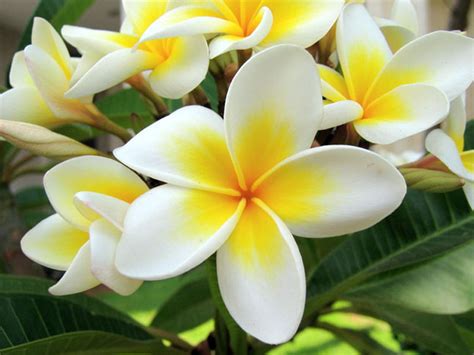 Minyak ini memiliki campuran lemak tak jenuh tunggal dan tak jenuh ganda dengan entah mengapa jenis bunga matahari yang satu ini dinamai seperti nama boneka beruang. Budidaya Bunga Kamboja (Plumeria):Tangan Petani