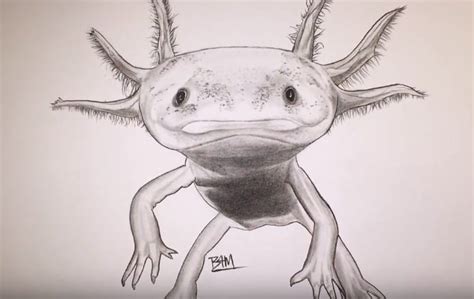 How to draw a cartoon axolotl step by step? How to draw an axolotl step by step easy - Easy animals to draw