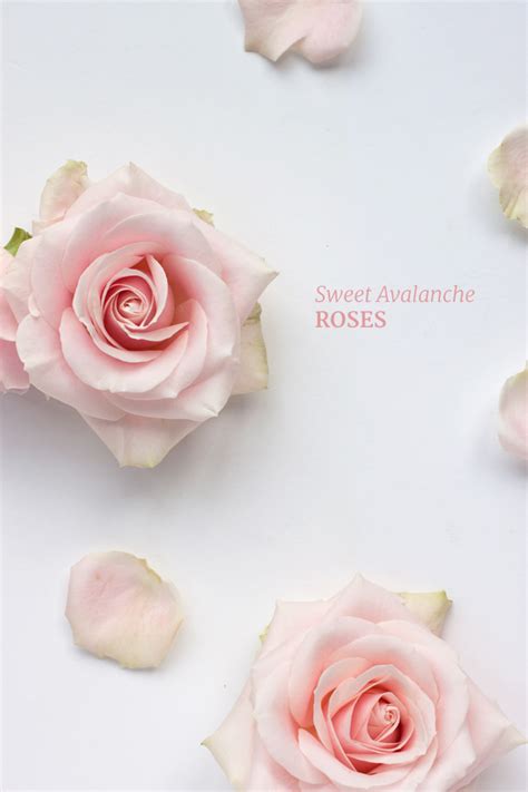Sweet Avalanche Rosesperfect For Wedding Flower Designs