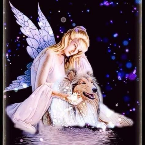 Pin By Angelia Peterson On Collies Dog Heaven Dog Angel Dog Love