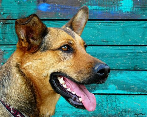 Check spelling or type a new query. German Shepherd Greyhound Mix | Shop for your Cause
