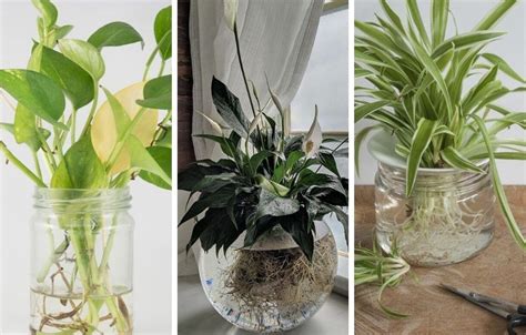 9 Amazing Indoor Plants That Grow In Water In 2021 Indoor Plant Care
