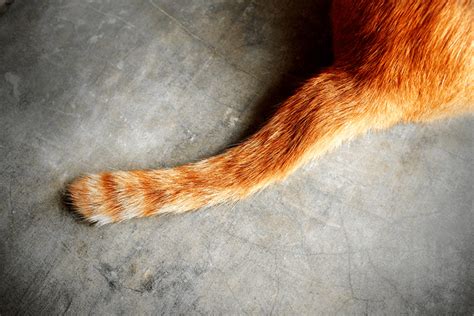 Tail Injuries In Cats Never Catch A Cat By The Tail Catgazette