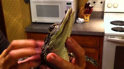 Baby The Friendly Alligator My Mothers Pet Youtube