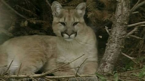 Cougar Tears Mans Pants In Attack On Vancouver Island Ctv News