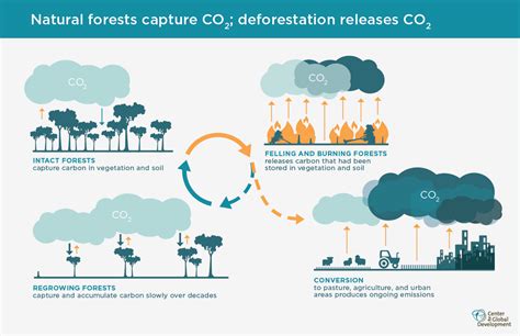 Infographics Why Forests Why Now Center For Global Development