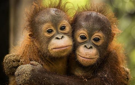 Cute Baby Orangutan Orphans Photo One Big Photo