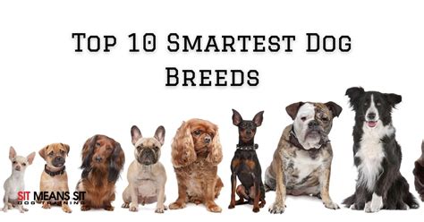 Top 10 Smartest Dog Breeds Sit Means Sit Dog Training St Petersburg
