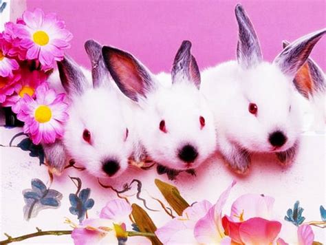 Oryctolagus cuniculus includes the european rabbit species and its descendants, the world's 305 breeds of domestic rabbit. กระต่ายน้อย...น่าเอ็นดู!!!