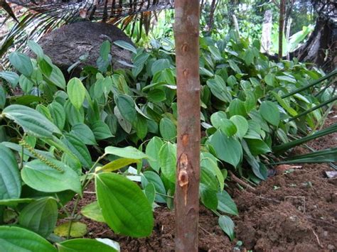 Walaupun tumbuhan tumbuh paling baik di iklim tropika, ia boleh menyesuaikan diri dengan iklim kering atau. PAK ONYAL™: Cara penanaman biasa Lada Hitam(sarawak's ...