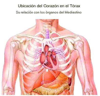 Donde estás corazón, a 1999 album by mexican musician pablo montero. Ciencias de la salud: EL CORAZÓN