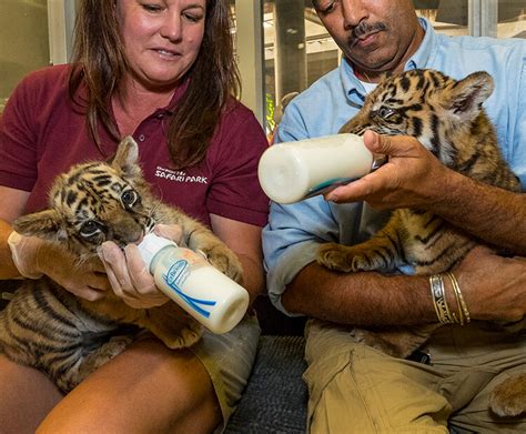 Tiger Tiger San Diego Zoo Wildlife Explorers