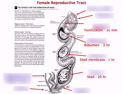 Female Reproductive Tract Birds Diagram Quizlet