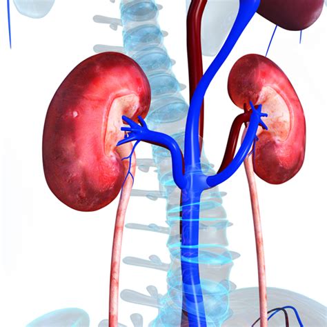 Kidney Pain Whats Behind It University Health News