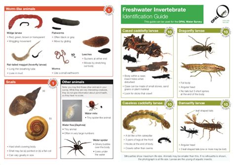 Identify Insect Larvae Chart Shrimp And Other Invertebrates Aquatic