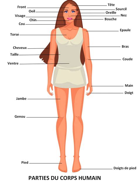 Les Différentes Parties Du Corps Humain