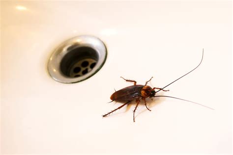 Cockroaches Control Brisbane 6 Misconceptions About Cockroach