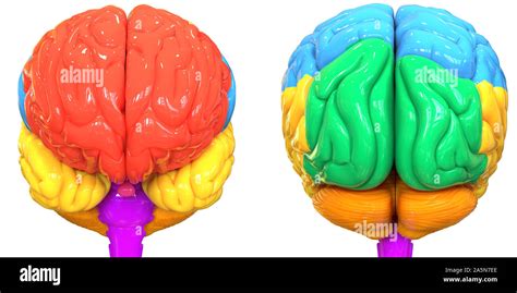 Central Organ Of Human Nervous System Brain Anatomy Anterior And