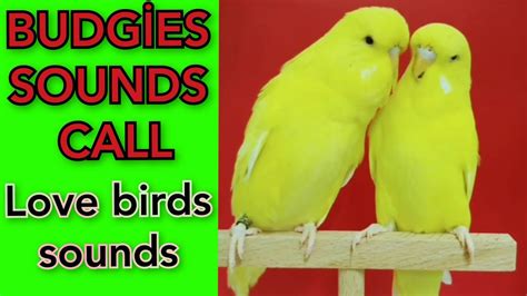 Budgies Sounds Call Love Birds Sounds Parakeets Sounds Budgies