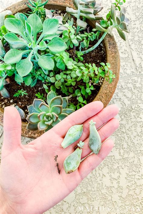 How To Propagate Succulents From Cuttings Or Leaves Maison De Pax