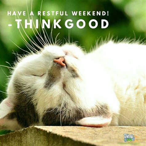 Pin By Anne On Good Morning Cat Sleeping Cats And Kittens Cat