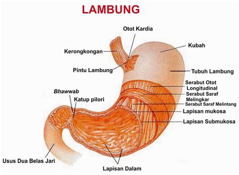 Sistem Pencernaan Pada Manusia Lengkap Gambar dan Penjelasan - MARKIJAR.Com
