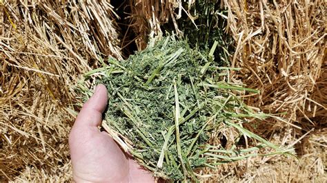 Aden Brook Premium Western Quality Alfalfa Hay In 3x3