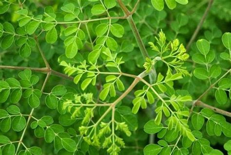 Maybe you would like to learn more about one of these? Manfaat batang biji daun akar kelor bagi kesehatan
