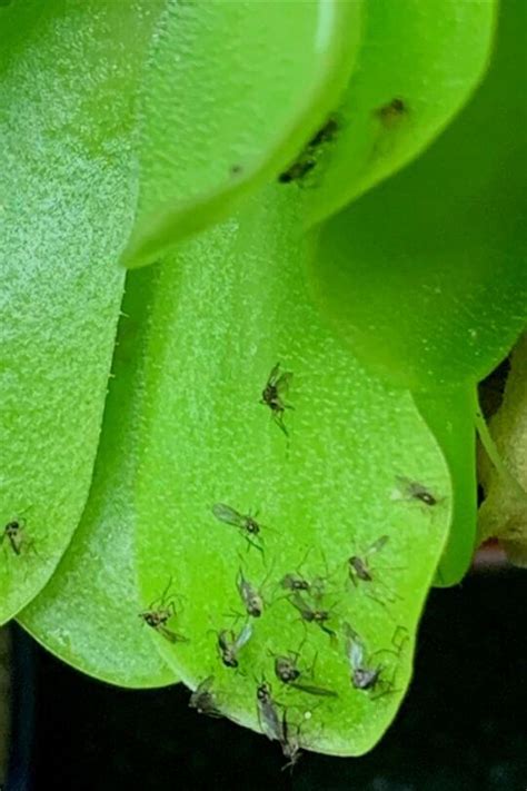 How To Get Rid Of Fungus Gnats In Houseplants Gardening Chores