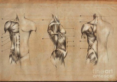 Torso Muscles Photograph By Maurizio De Angelis Science Photo Library