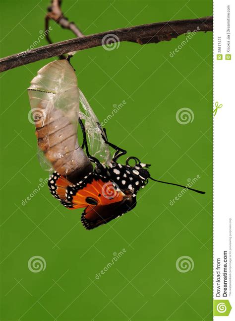 The Process Of Eclosion613 The Butterfly Try To Drill Out Of Cocoon