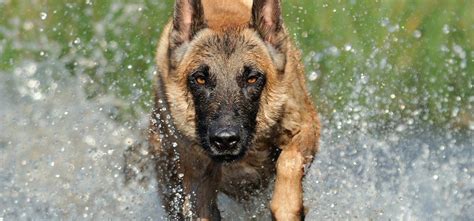 Free for commercial use no attribution required high quality images. Belgian Malinois Dogs a part of the Shepherd Breed