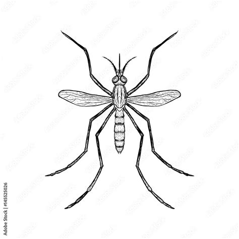 Hand Drawn Sketch Of Mosquito Top View Vector Illustration Stock
