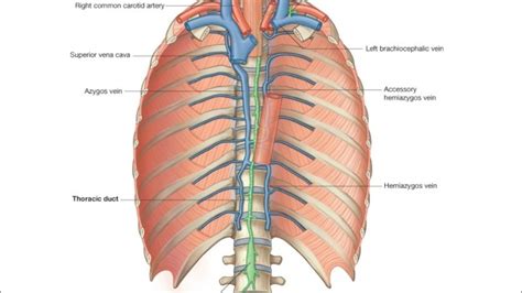 Thoracic Duct Youtube