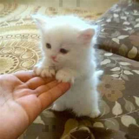 Fluffy White Kitten ♡♡ Bananas Pinterest White Kittens Little