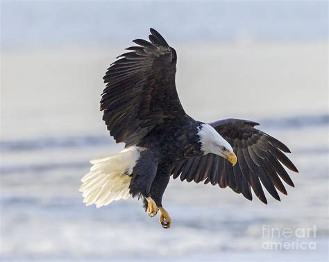 Bald Eagle Landing By Dale Erickson
