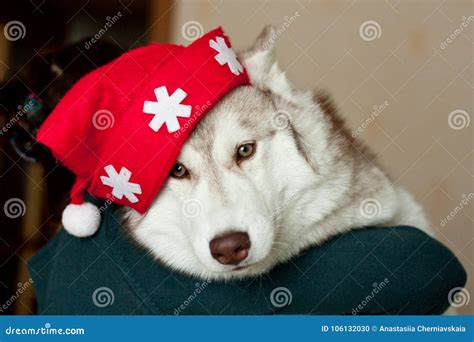 Portrait Of Lovely Dog Breed Siberian Husky Wearing Santa Hat Stock